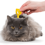 Vermifuge du chat